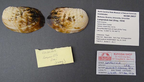 specimen