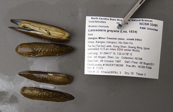 specimen