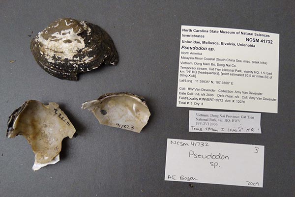 specimen