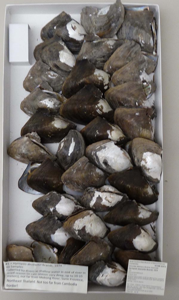 specimen