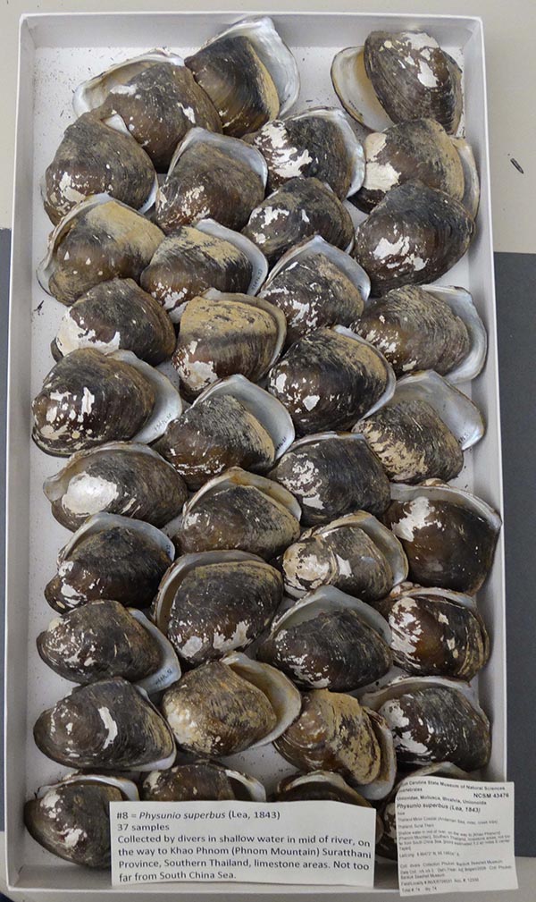 specimen