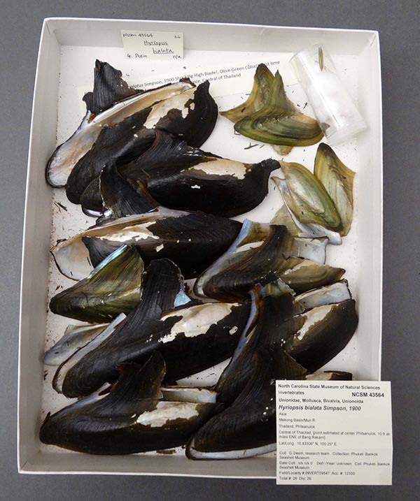 specimen