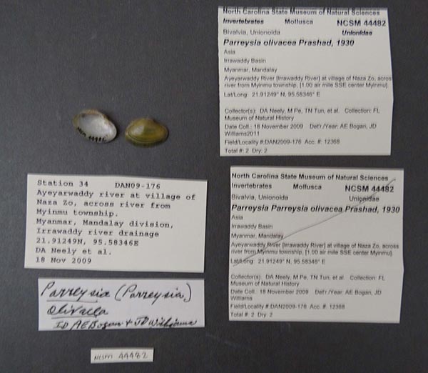 specimen