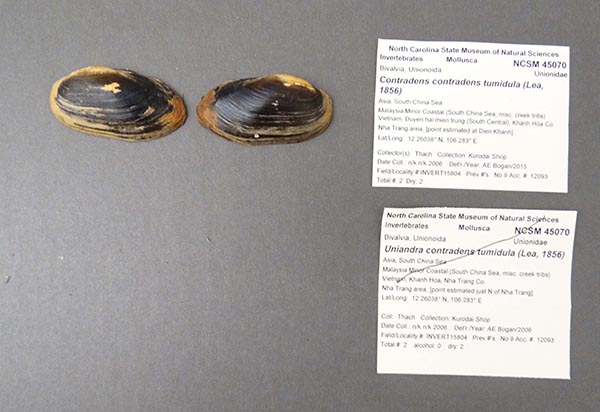 specimen