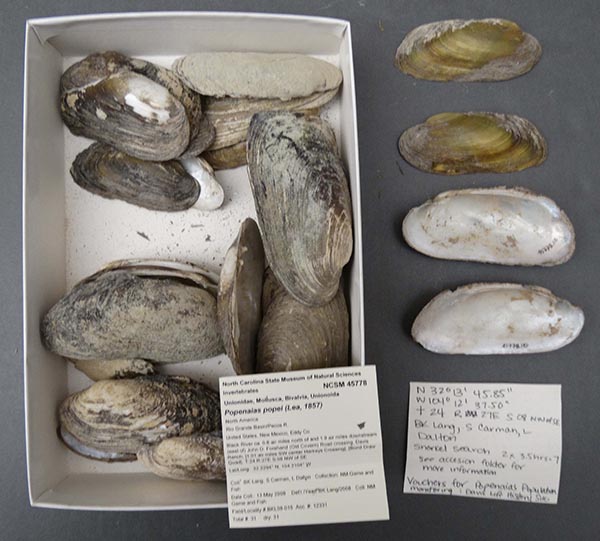 specimen