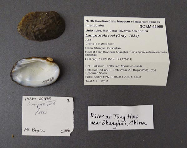 specimen