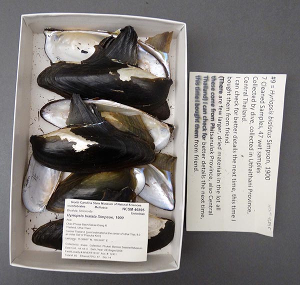 specimen