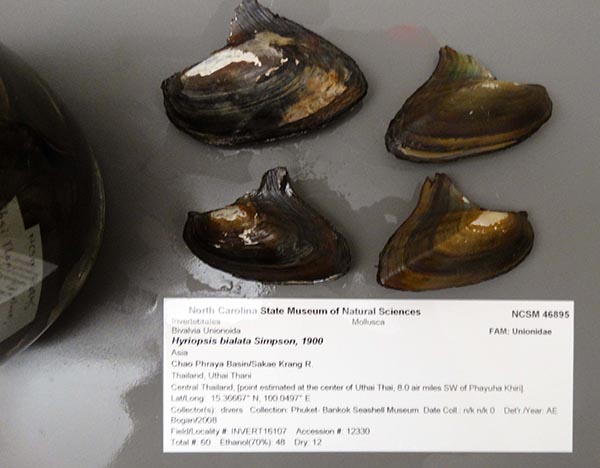 specimen
