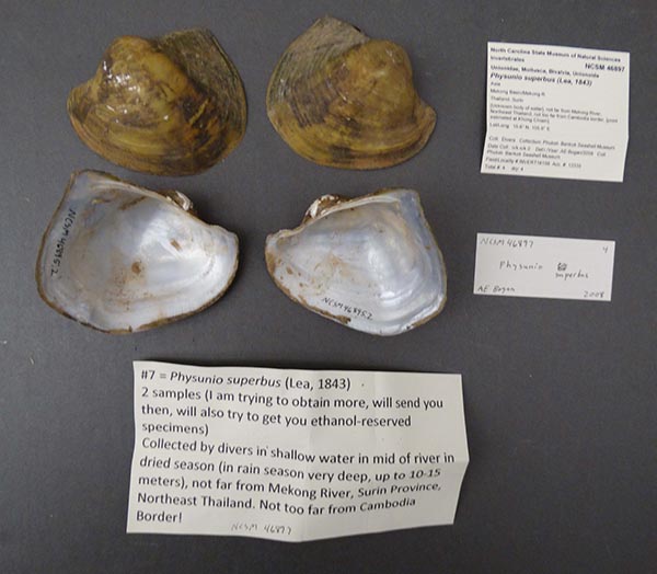 specimen