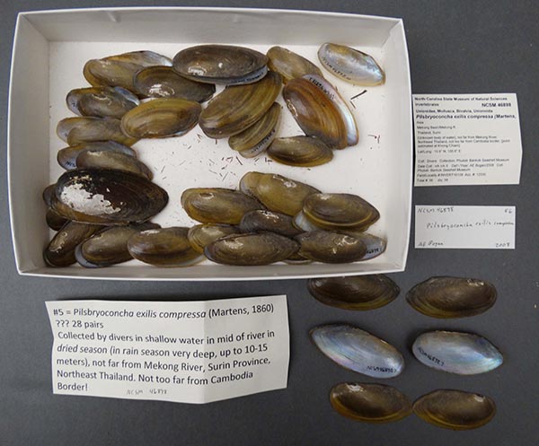 specimen