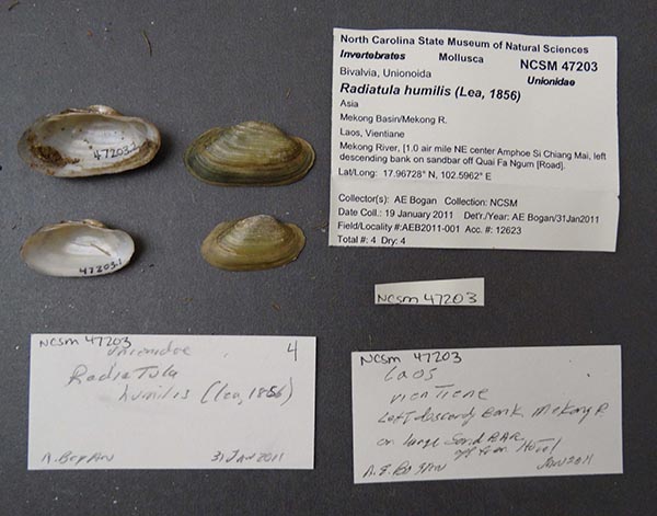 specimen