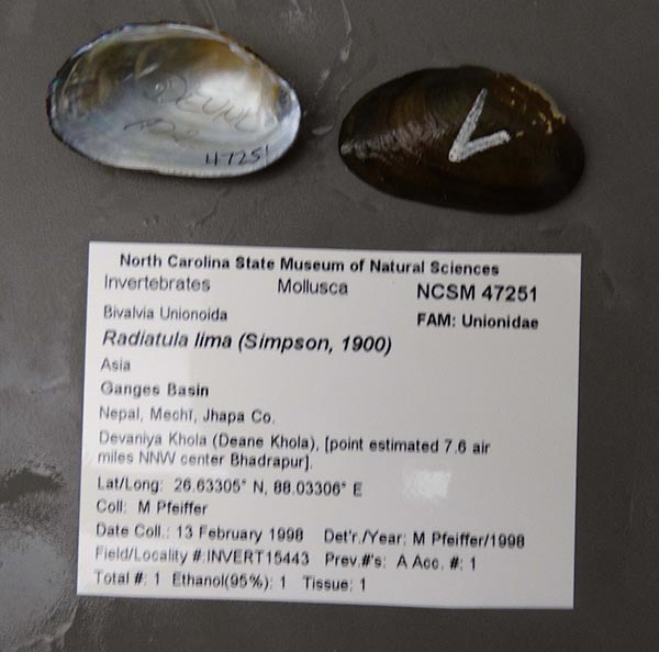 specimen