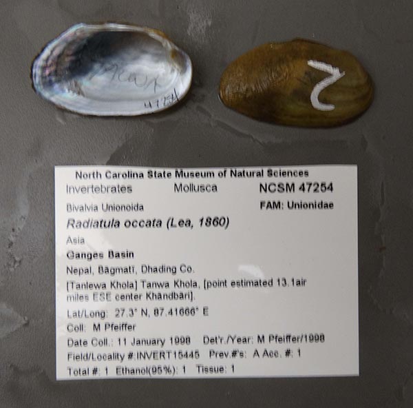 specimen