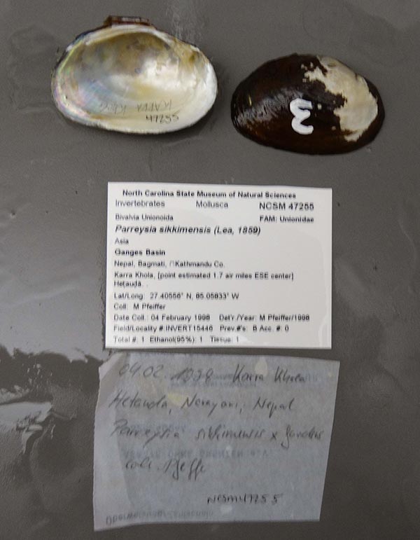 specimen