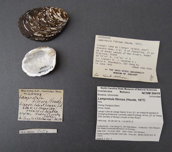 specimen