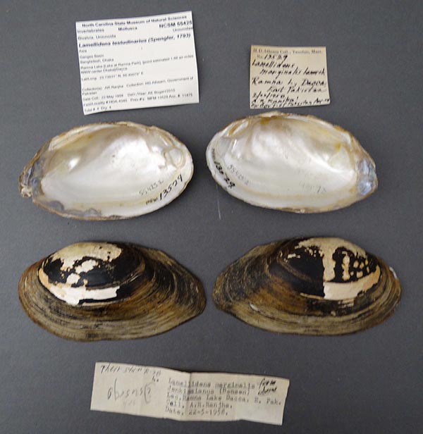 specimen