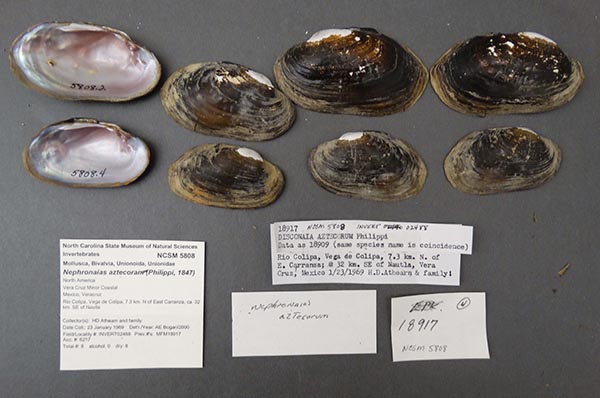specimen