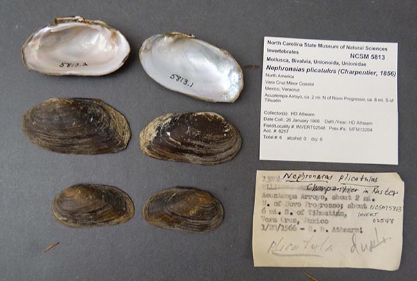 specimen