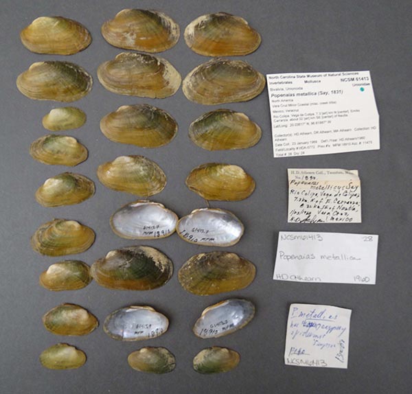 specimen