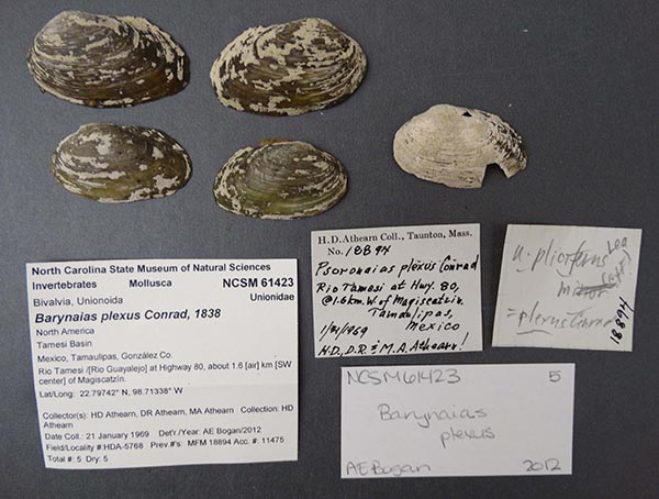 specimen