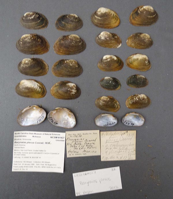 specimen