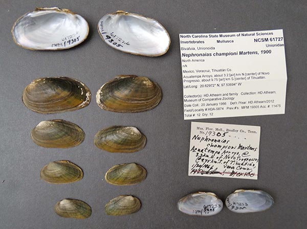 specimen