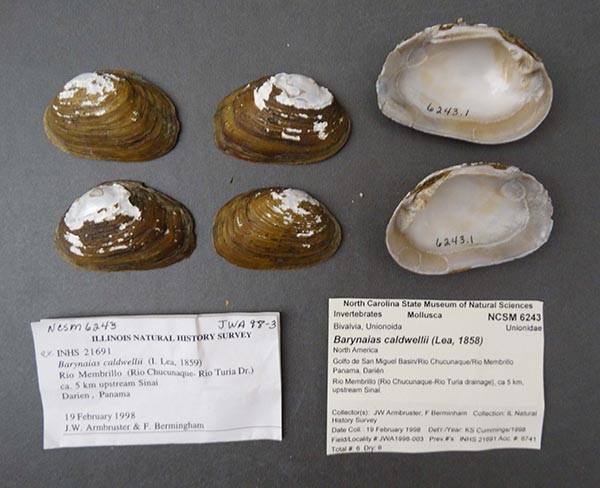 specimen