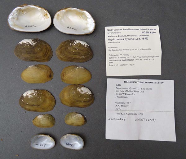 specimen