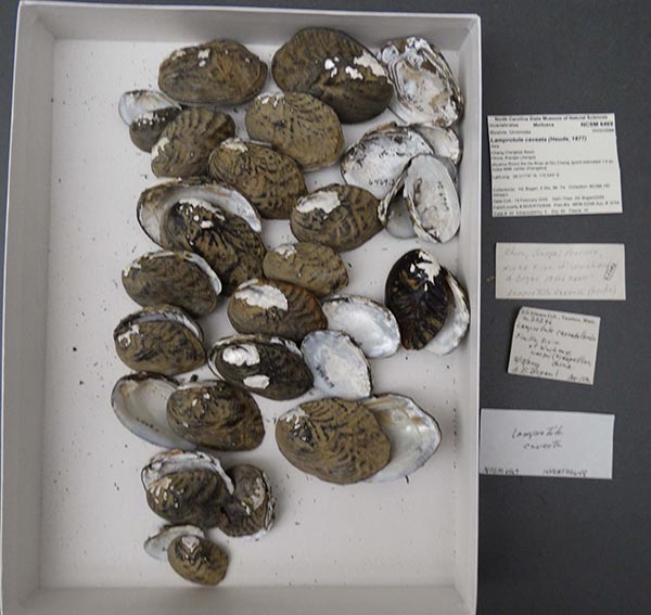 specimen