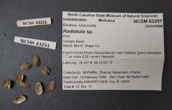 specimen