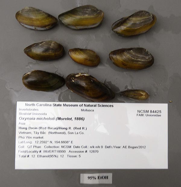 specimen