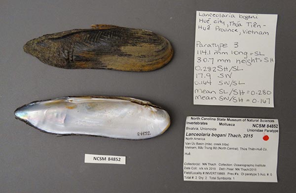 specimen
