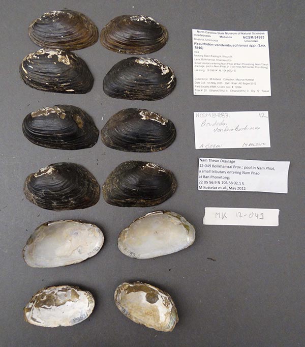 specimen