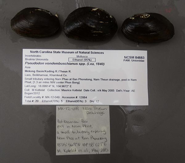 specimen