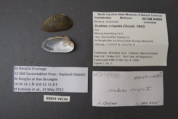 specimen