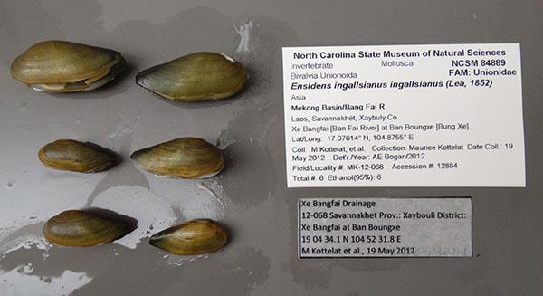 specimen