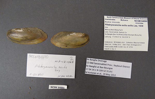 specimen
