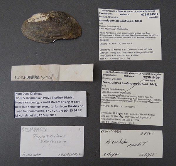 specimen
