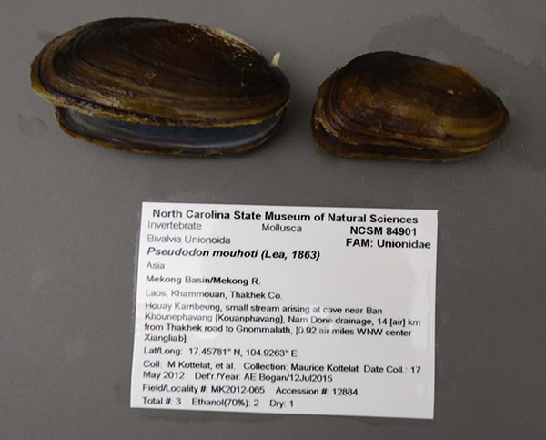 specimen