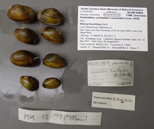 specimen