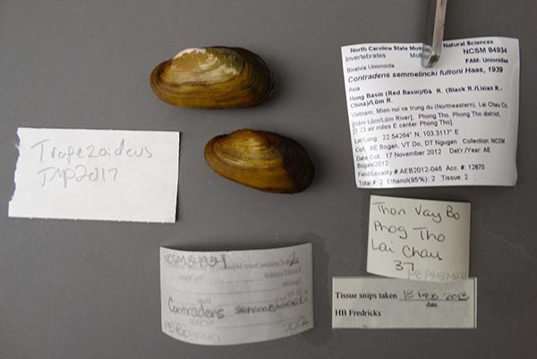 specimen