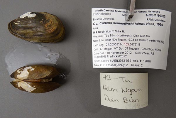 specimen