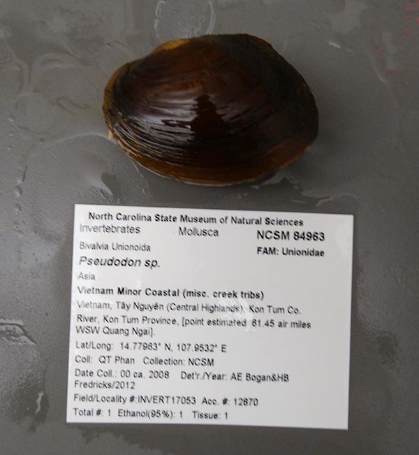 specimen