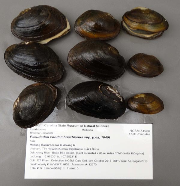 specimen