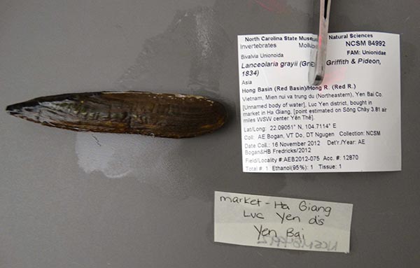 specimen