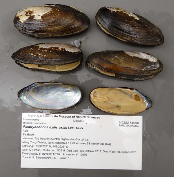 specimen