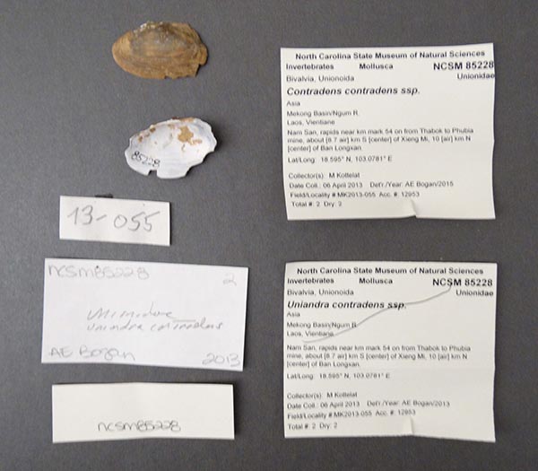 specimen