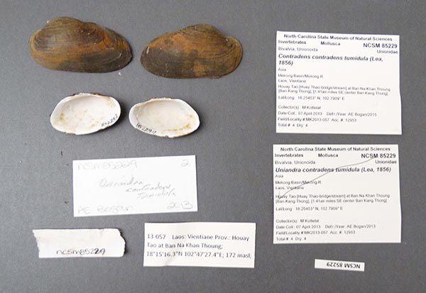 specimen