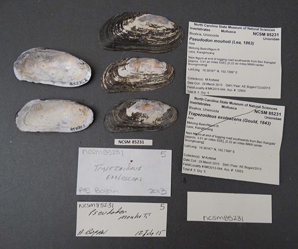 specimen