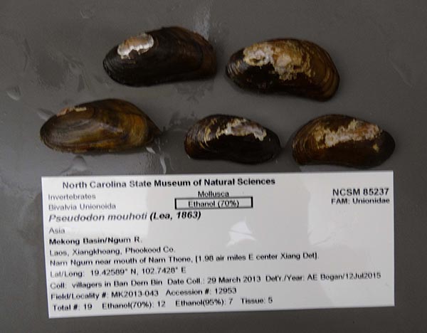 specimen